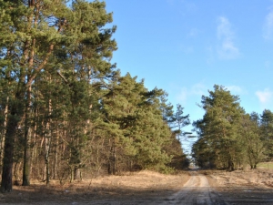 zdjęcie w galerii nr 26