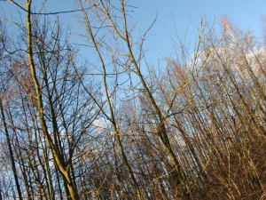 zdjęcie w galerii nr 27