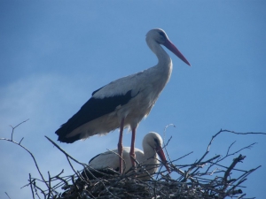 zdjęcie w galerii nr 33